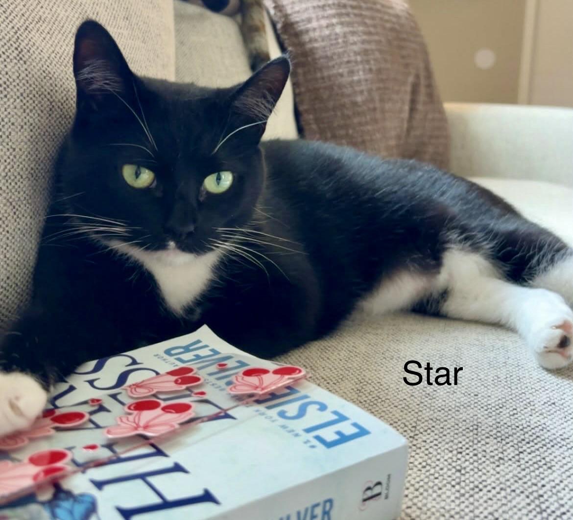 Enlarge Luna and Star (bonded pair), an adopted Domestic Short Hair in Myrtle Beach, SC image 4/6