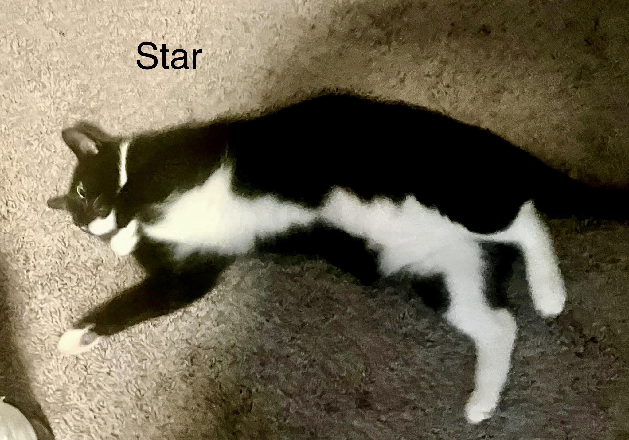 Enlarge Luna and Star (bonded pair), an adopted Domestic Short Hair in Myrtle Beach, SC image 3/6