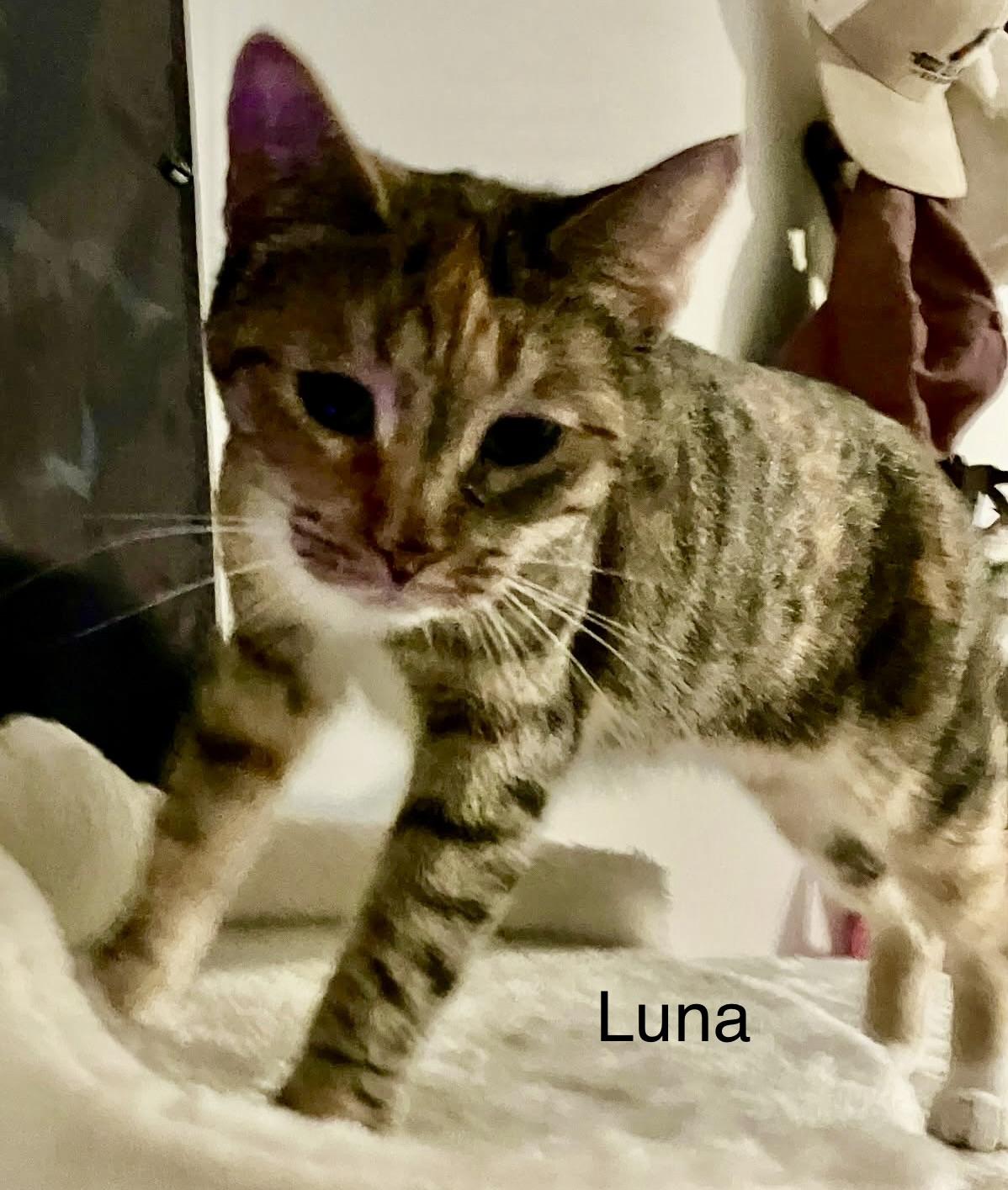Enlarge Luna and Star (bonded pair), an adopted Domestic Short Hair in Myrtle Beach, SC image 6/6