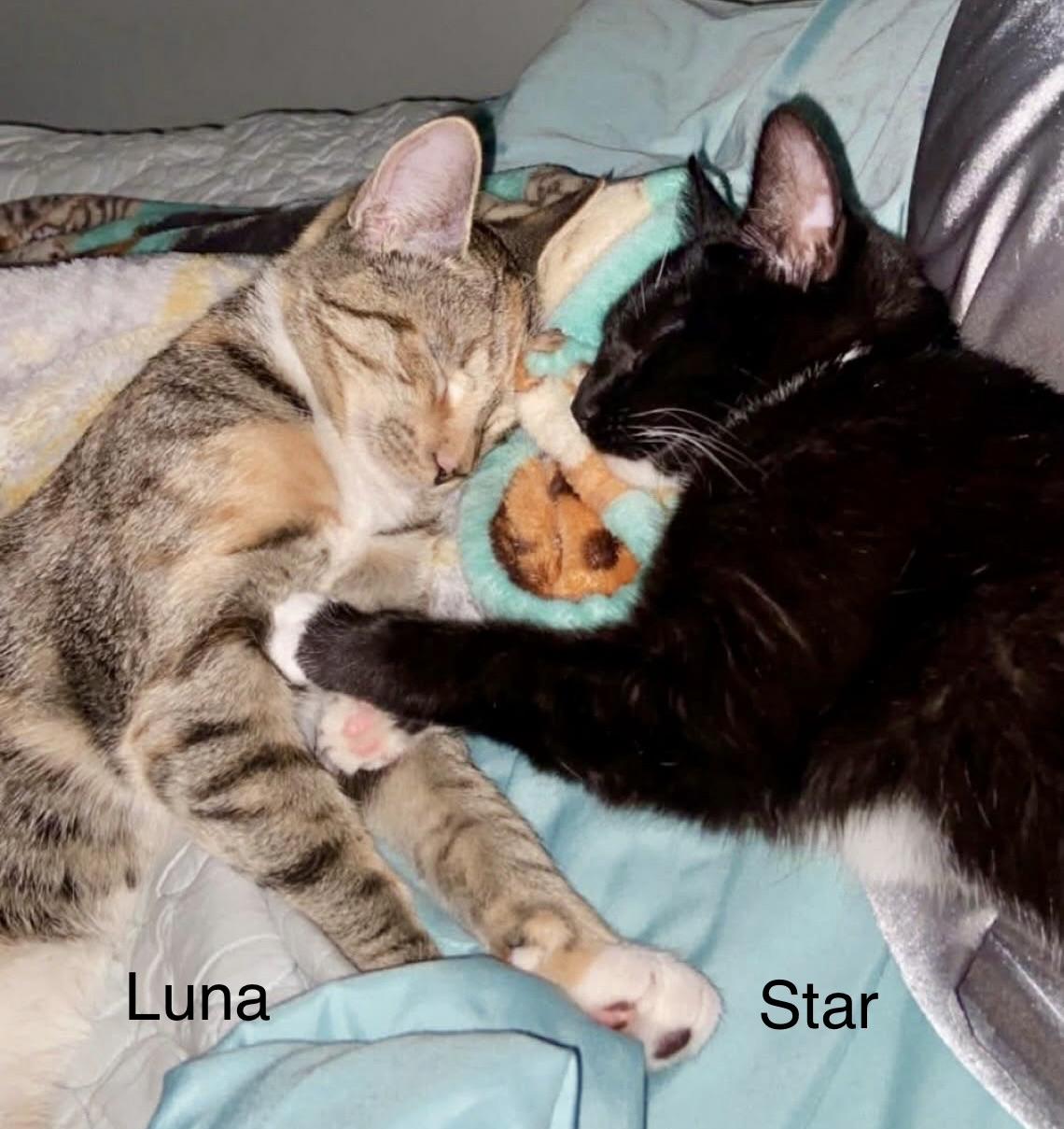 Luna and Star (bonded pair), adopted, Adult Female Domestic Short Hair.