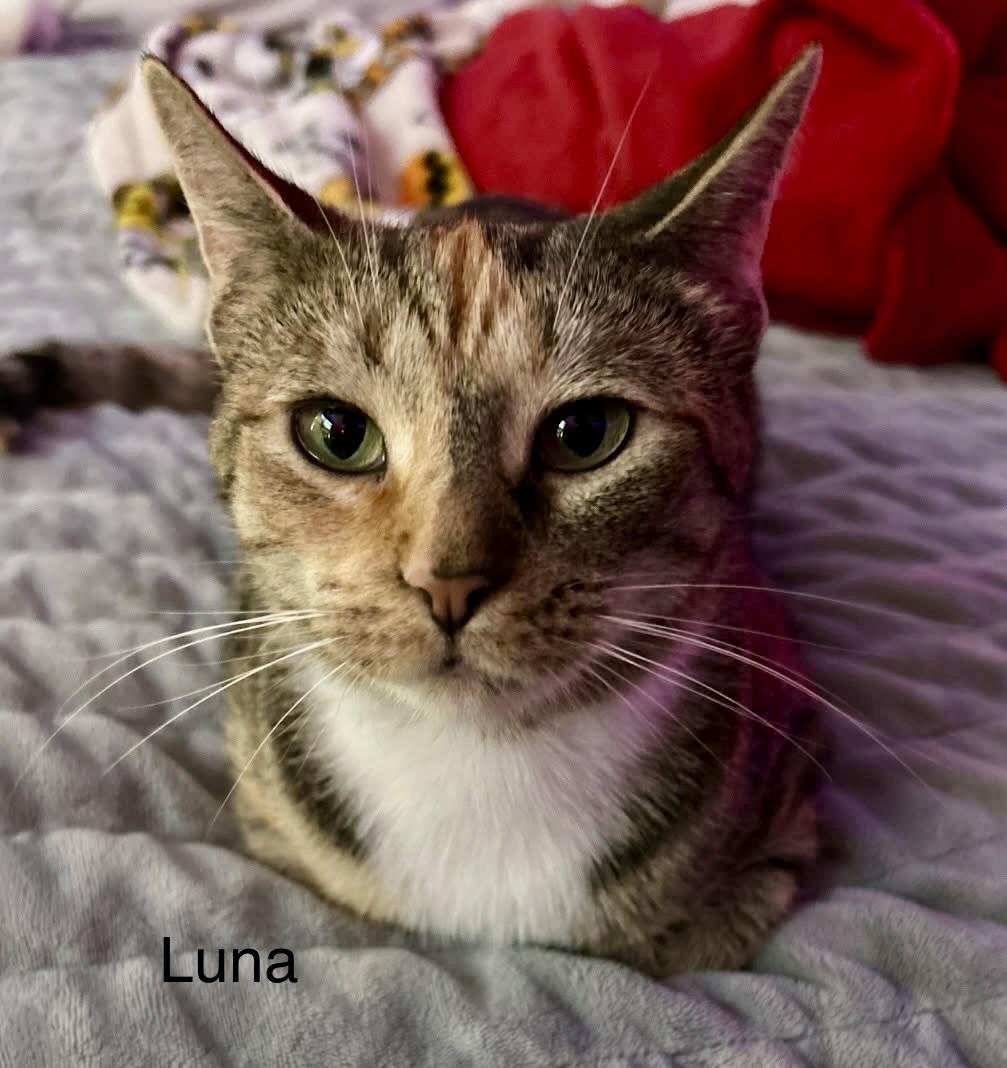 Enlarge Luna and Star (bonded pair), an adopted Domestic Short Hair in Myrtle Beach, SC image 5/6