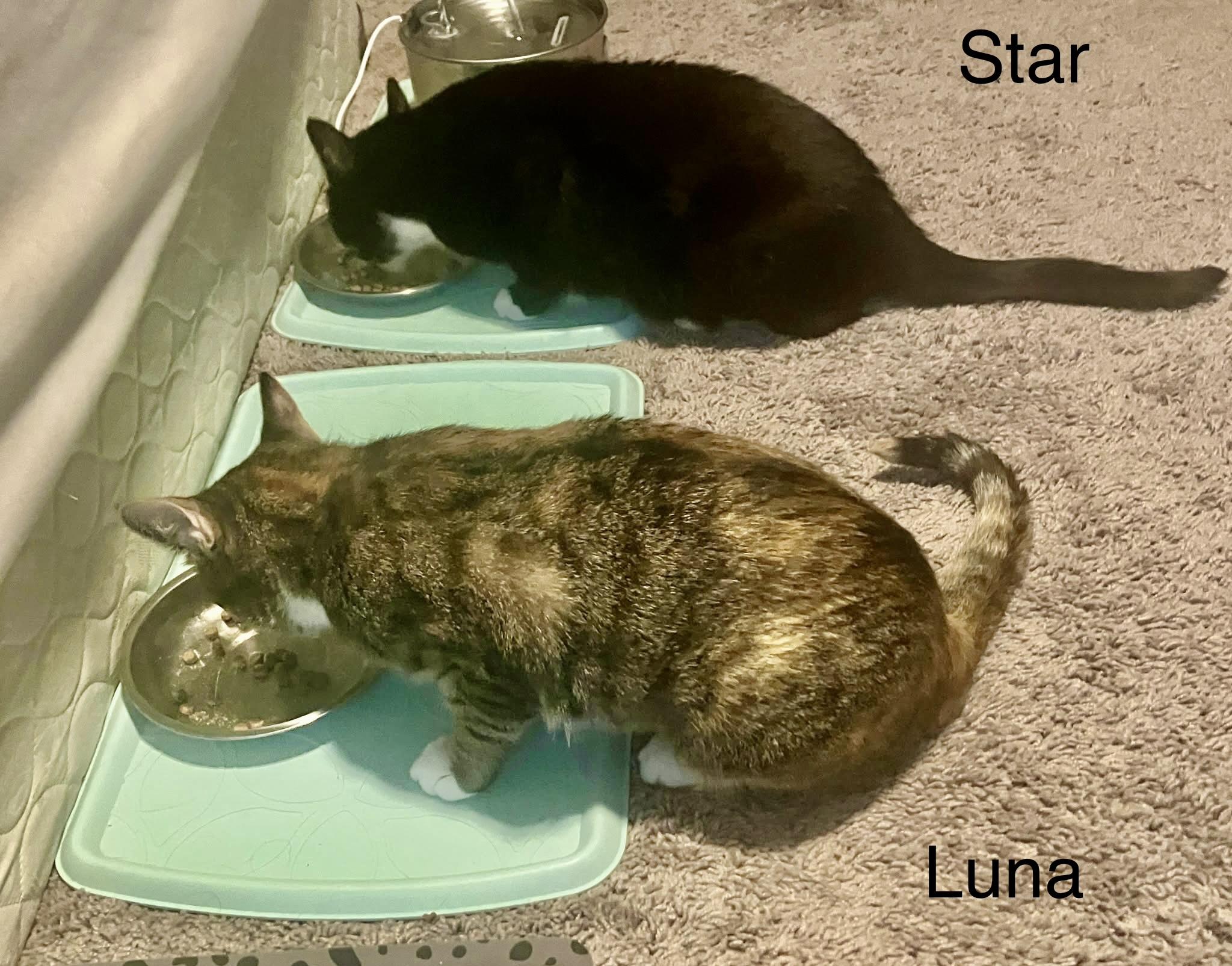 Enlarge Luna and Star (bonded pair), an adopted Domestic Short Hair in Myrtle Beach, SC image 2/6