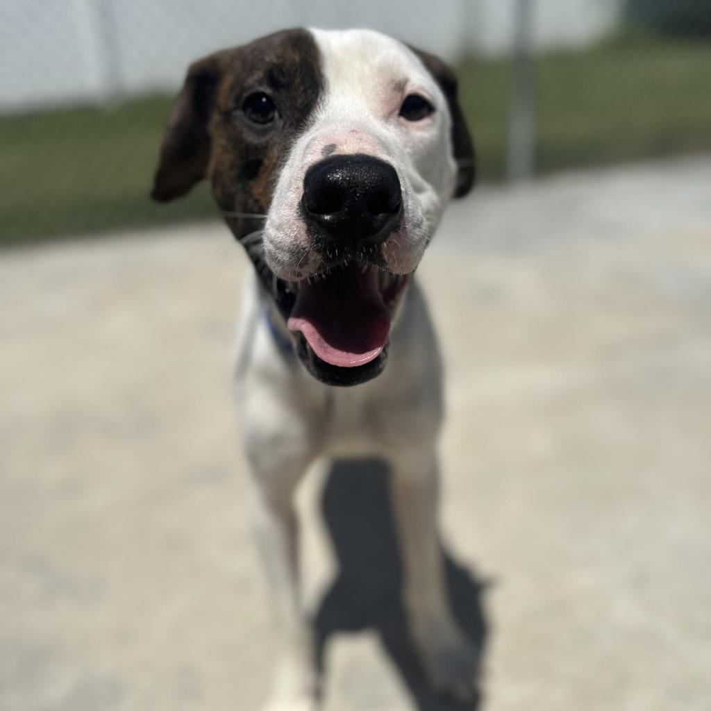 Mickey, a Adoptable Mixed Breed in Rossville, GA image 5/6