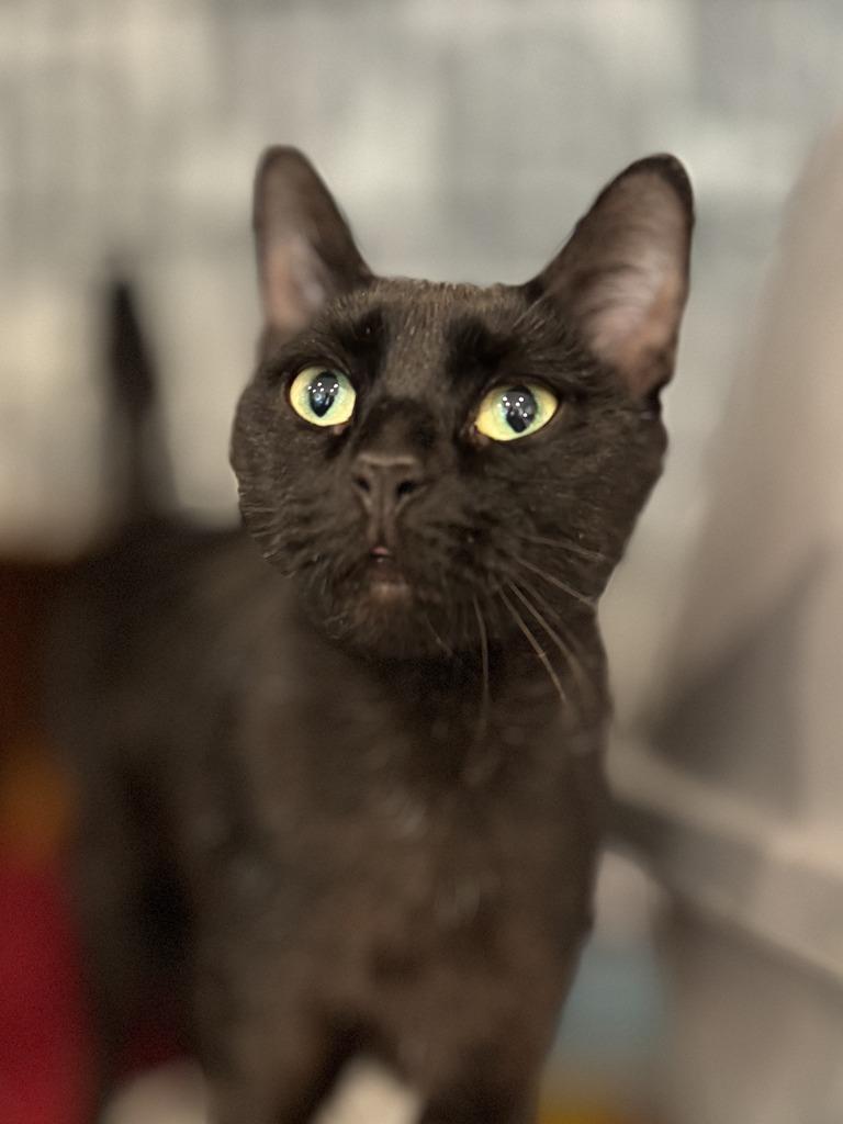 Enlarge Mii-Chan, a Adopted mixed breed in Brooklyn, NY image 1/1