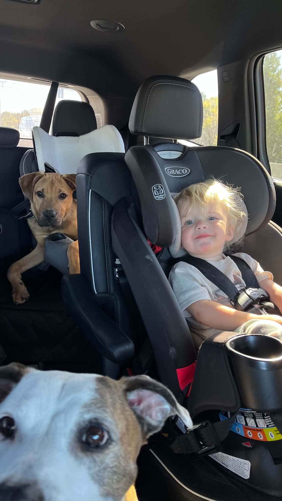 Enlarge Stanley, a Adopted mixed breed in New London, WI image 2/3