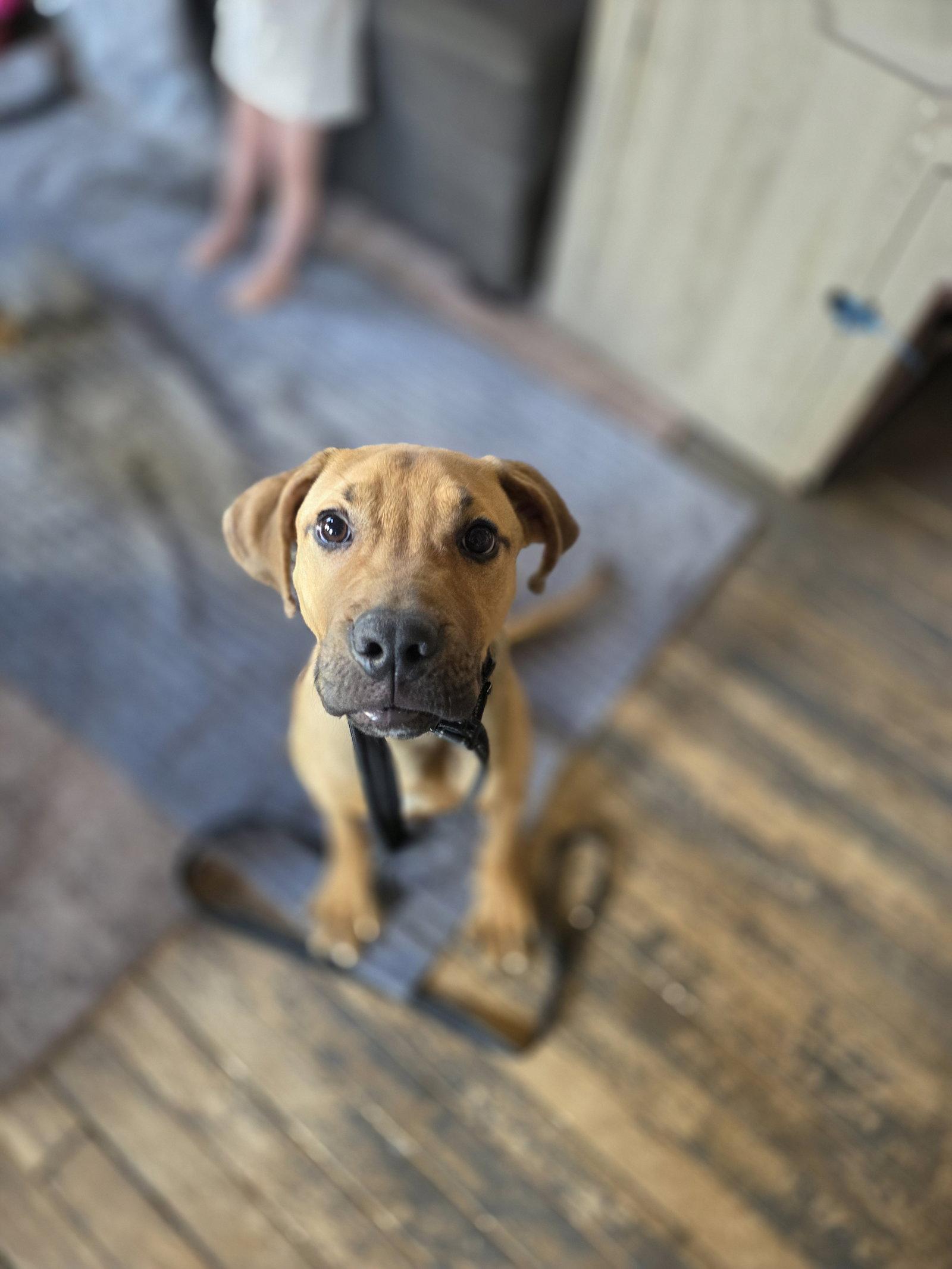 Stanley, Adoptable, Young Male Shepherd & Hound.