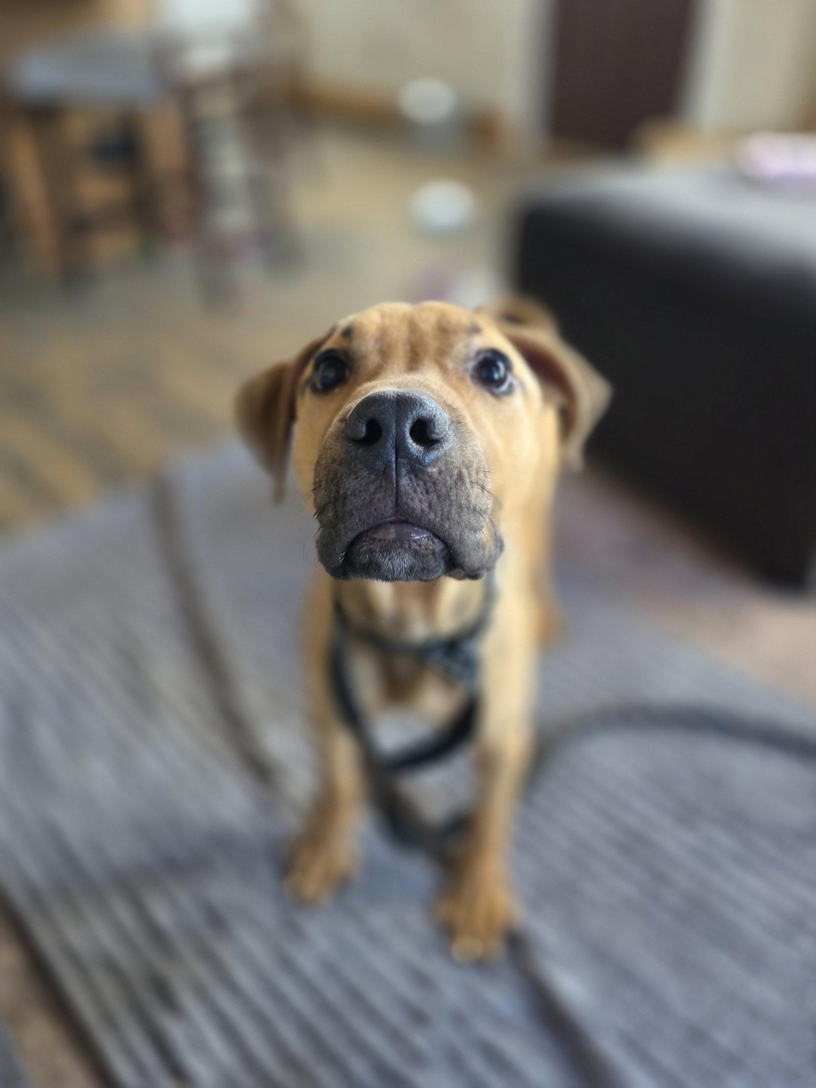 Enlarge Stanley, a Adopted mixed breed in New London, WI image 3/3
