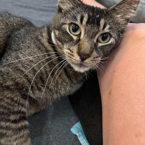 Enlarge Simone (ADOPTED!), a Adopted Domestic Short Hair in Monrovia, CA image 1/2