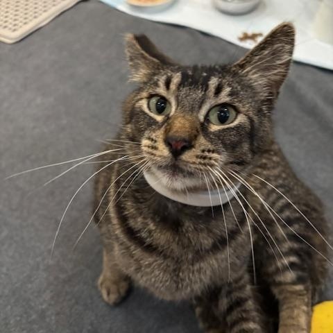 Enlarge Simone (ADOPTED!), a Adopted Domestic Short Hair in Monrovia, CA image 2/2