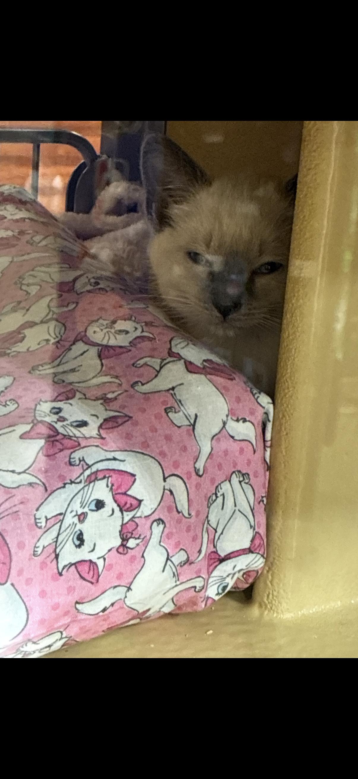 Pibs, adopted, Kitten Male Siamese.