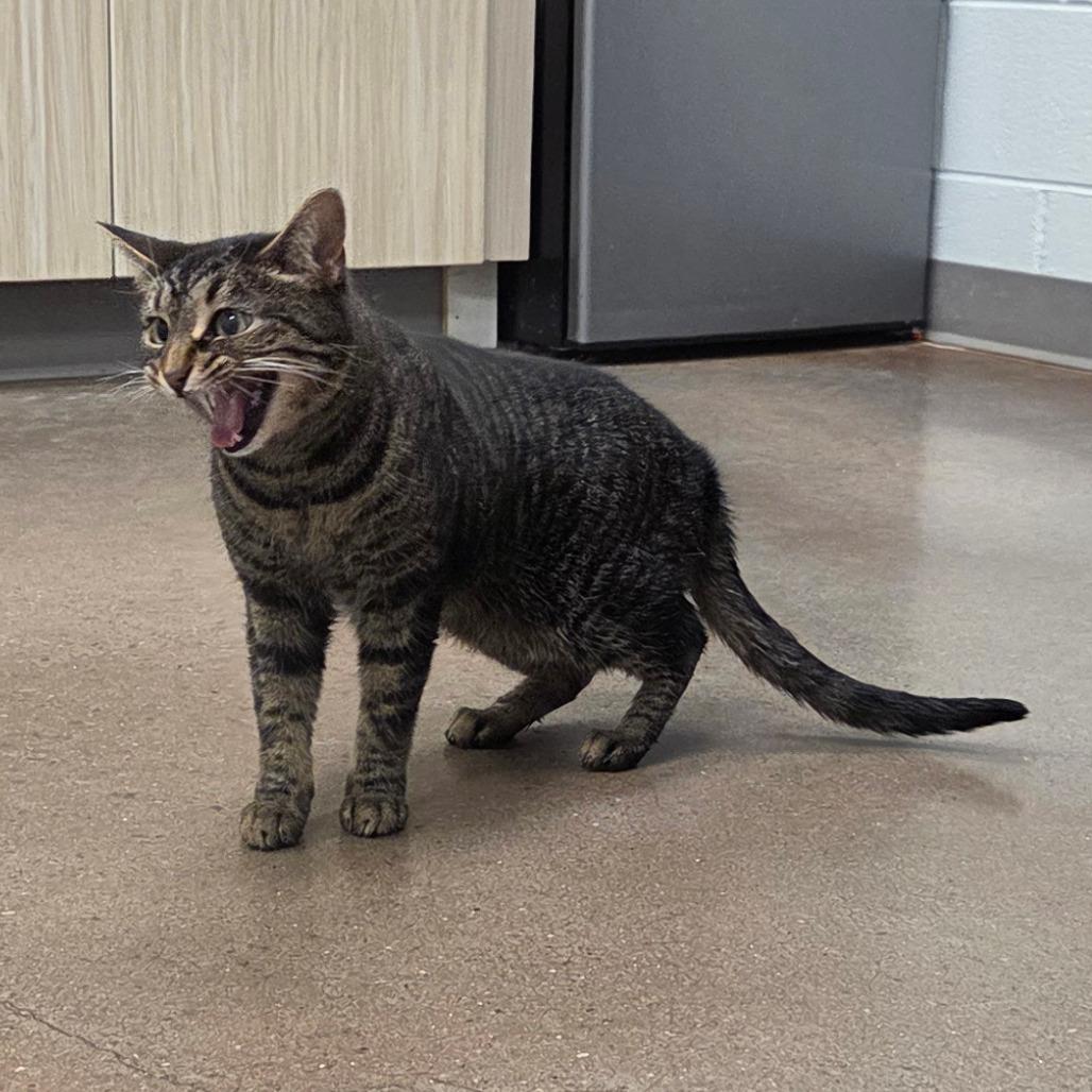 Enlarge Miss Kitty, a Adoptable mixed breed in Chattanooga, TN image 2/3
