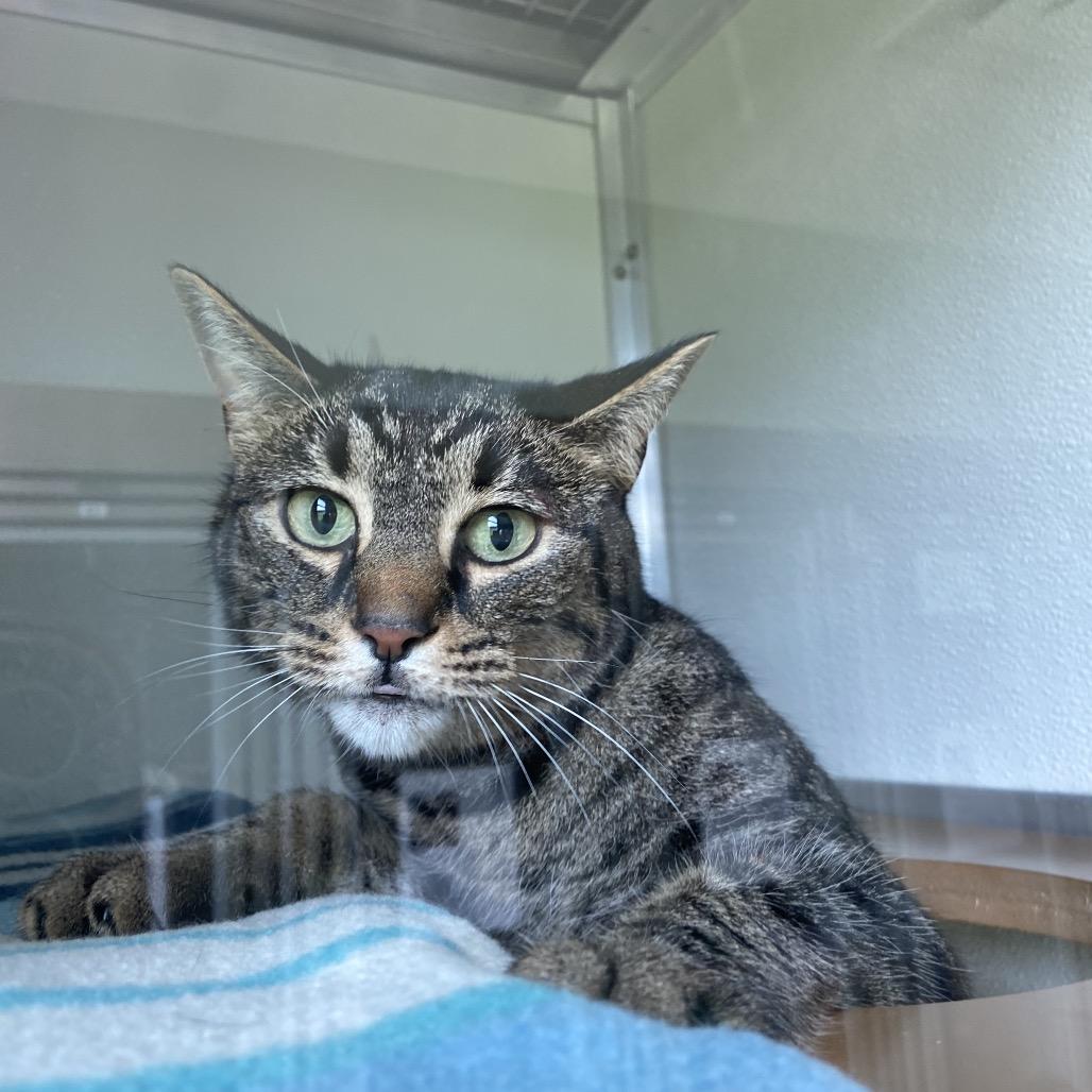 Enlarge Miss Kitty, a Adoptable mixed breed in Chattanooga, TN image 3/3