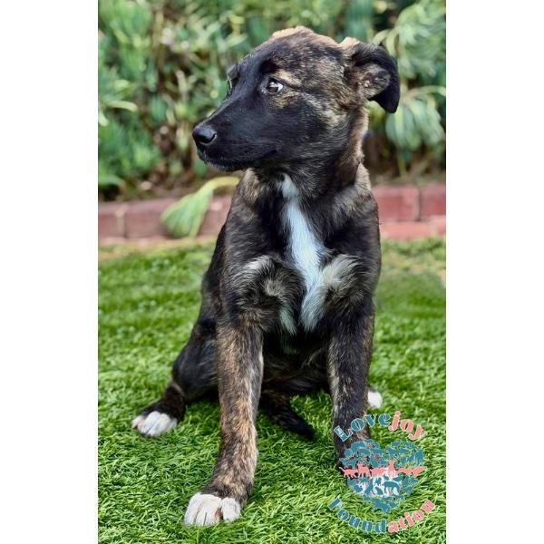Enlarge Maddison COH, a ADOPTABLE mixed breed in Inglewood, CA image 2/2