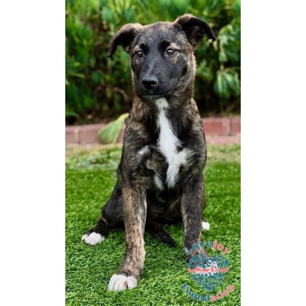 Enlarge Maddison COH, a ADOPTABLE mixed breed in Inglewood, CA image 1/2