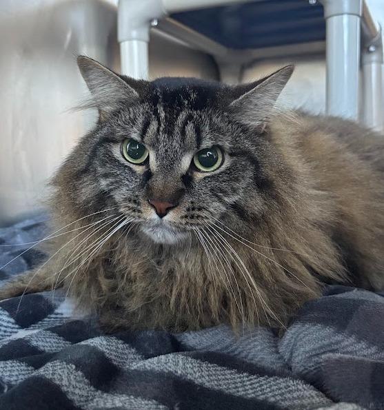 Oscar, Adoptable, Adult Male Domestic Long Hair & Norwegian Forest Cat.