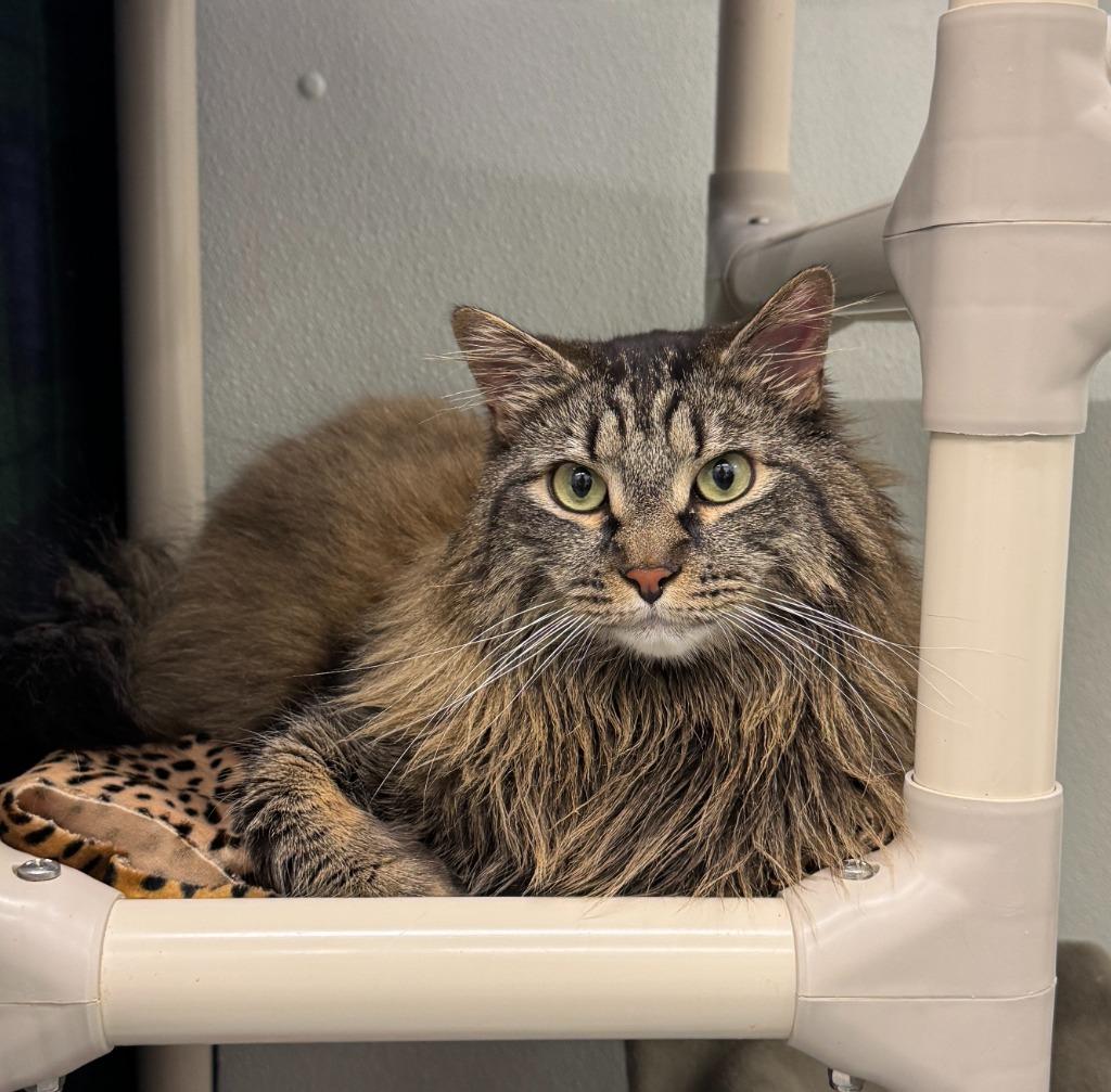 Enlarge Oscar, a Adoptable mixed breed in Cumberland, ME image 2/2