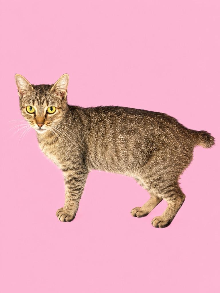 Enlarge Little Girl, a Adoptable mixed breed in Wauchula, FL image 1/1