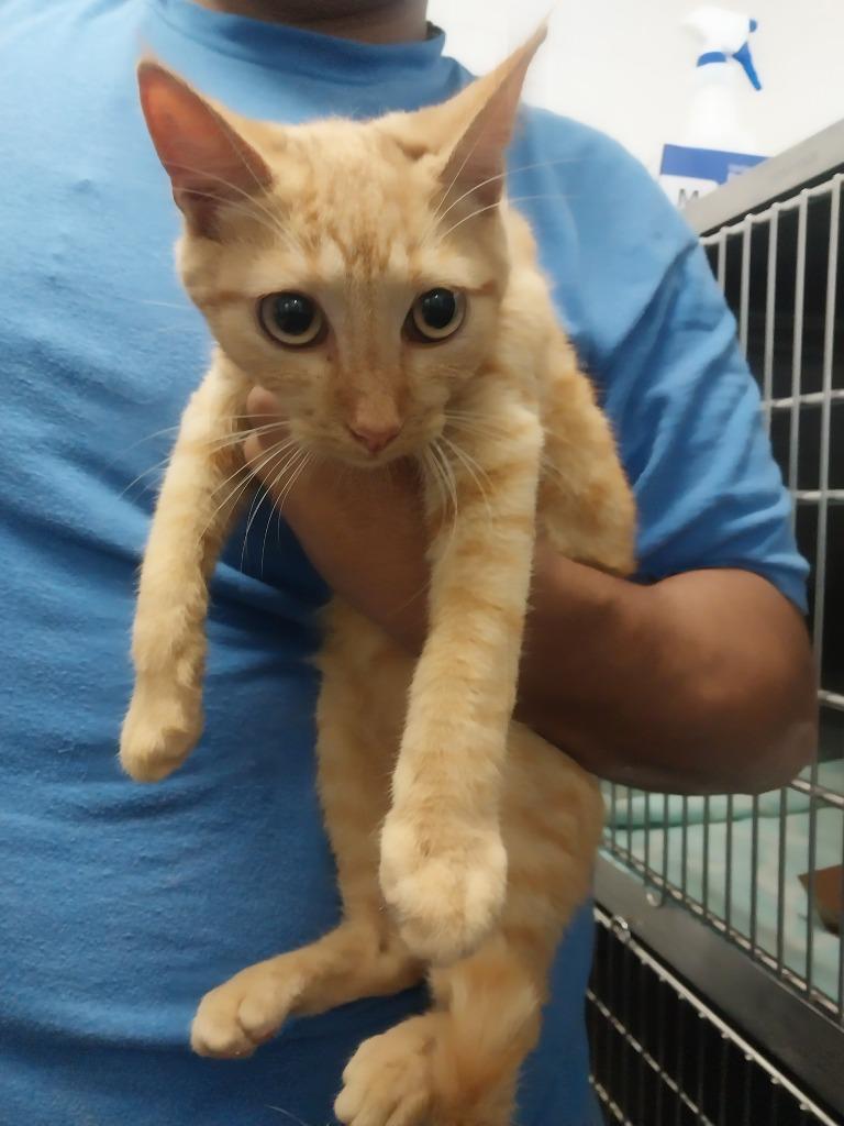 Enlarge Benny, a Adoptable mixed breed in Oxford, NC image 1/1
