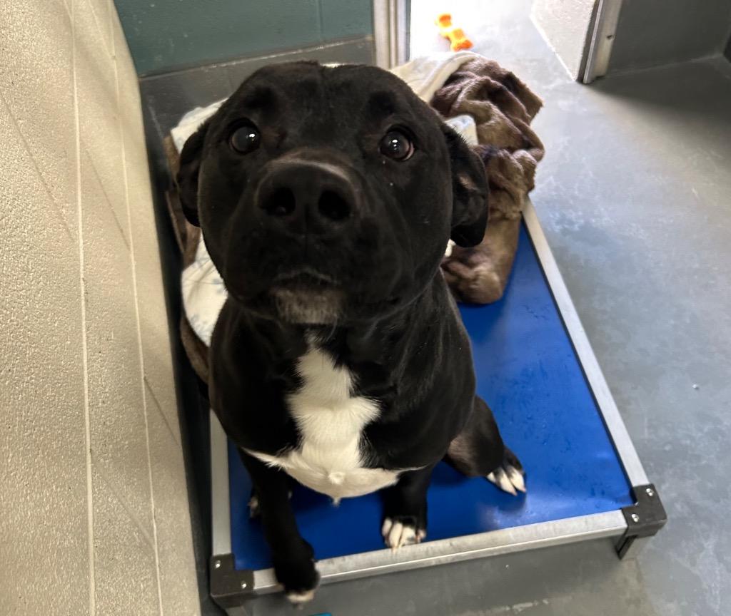 Enlarge Bruno, a Adoptable Pit Bull Terrier in Johnson City, TN image 1/5
