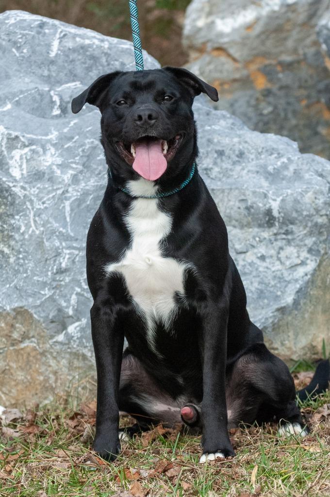 Enlarge Bruno, a Adoptable Pit Bull Terrier in Johnson City, TN image 2/5