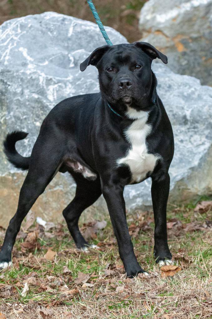 Enlarge Bruno, a Adoptable Pit Bull Terrier in Johnson City, TN image 3/5