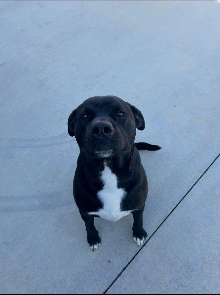 Enlarge Bruno, a Adoptable Pit Bull Terrier in Johnson City, TN image 4/5