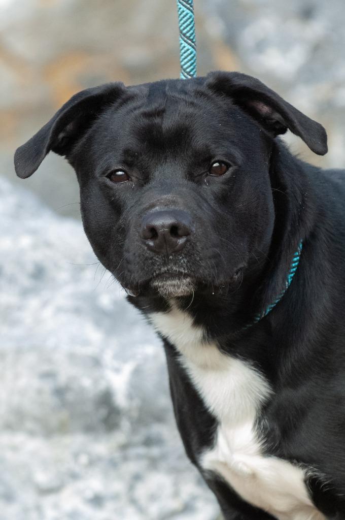 Enlarge Bruno, a Adoptable Pit Bull Terrier in Johnson City, TN image 5/5