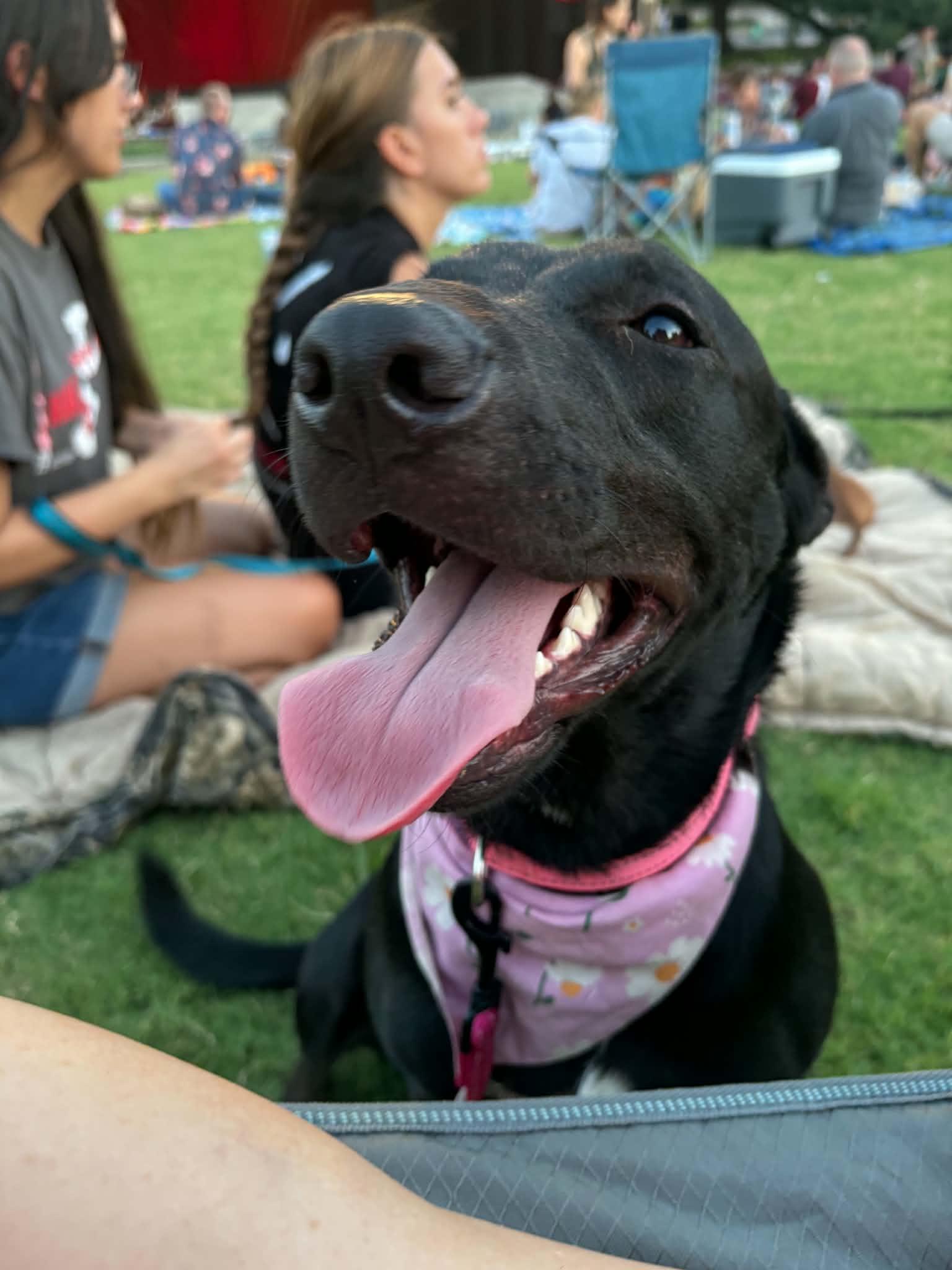 Enlarge Henna, a Adoptable mixed breed in Jenison, MI image 6/6