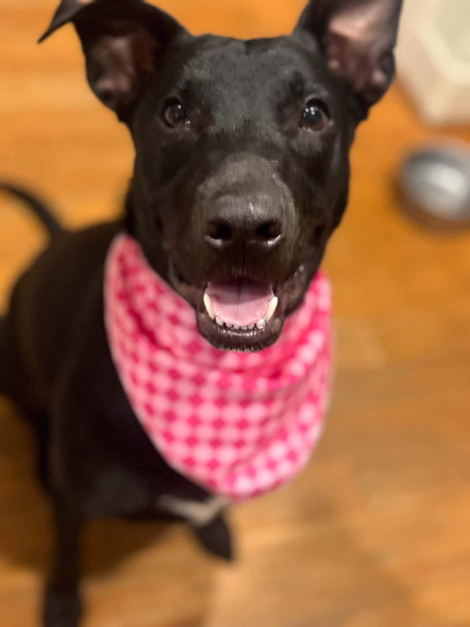 Enlarge Henna, a Adoptable mixed breed in Jenison, MI image 2/6