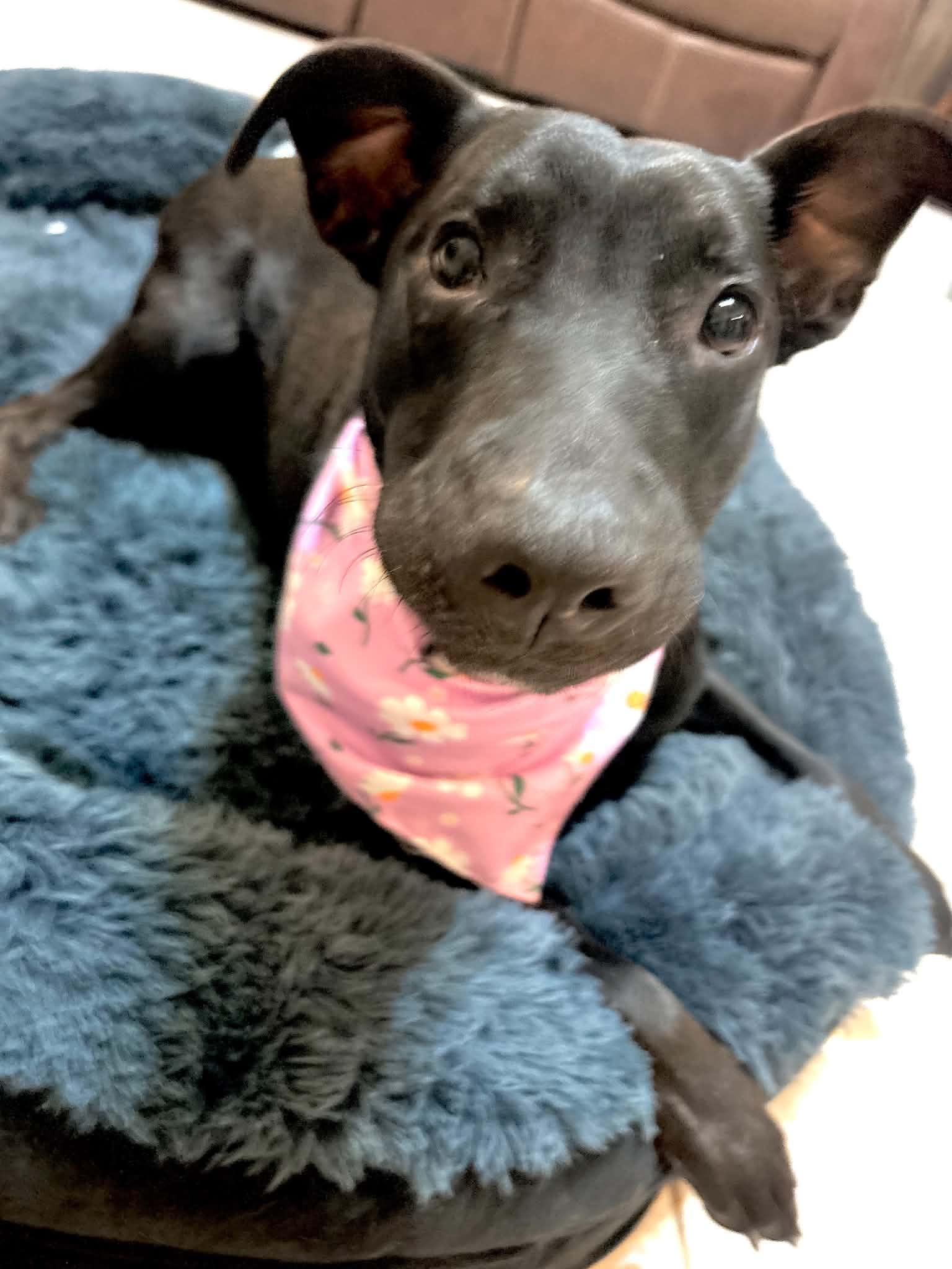 Enlarge Henna, a Adoptable mixed breed in Jenison, MI image 3/6