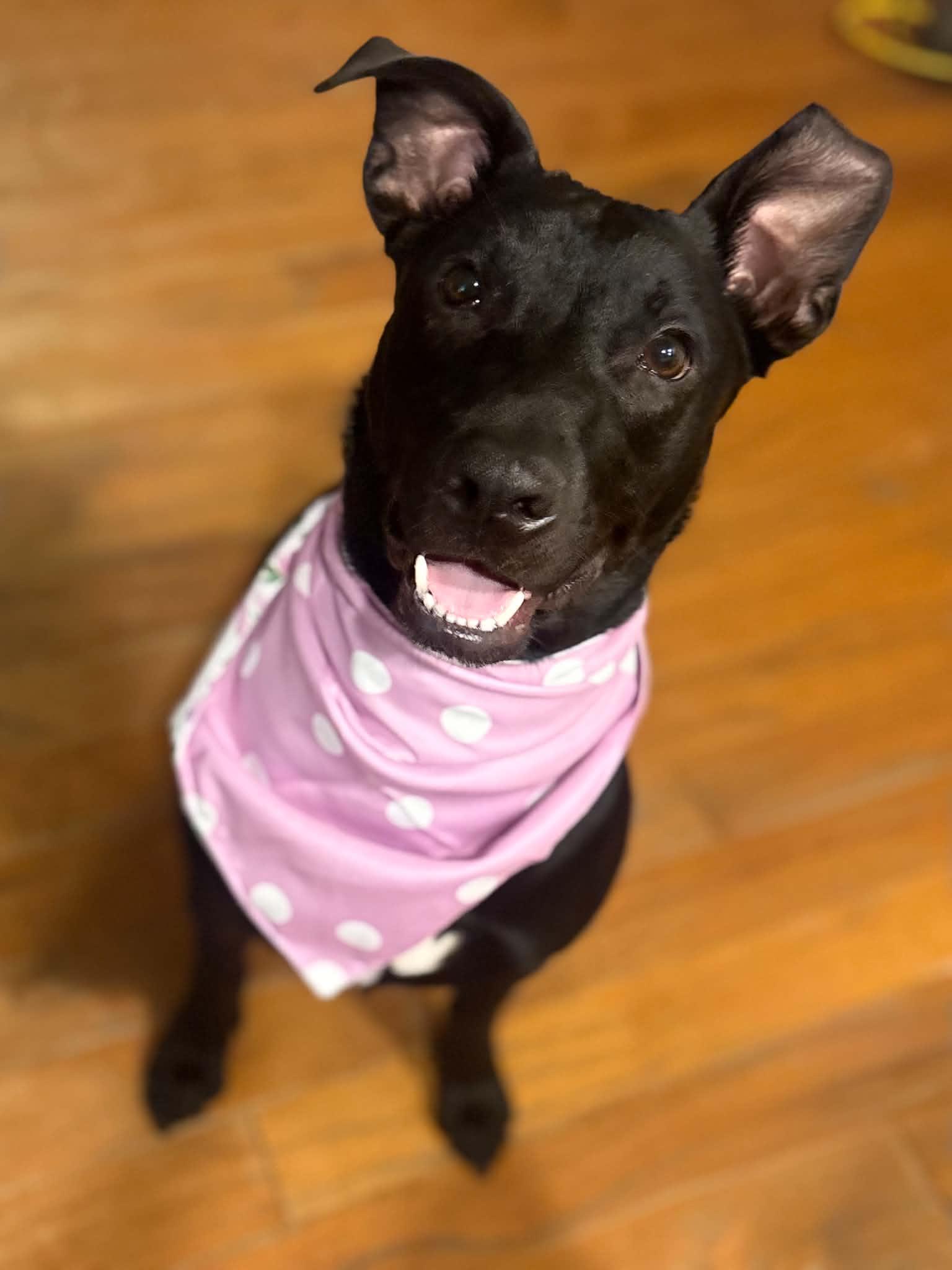 Enlarge Henna, a Adoptable mixed breed in Jenison, MI image 1/6