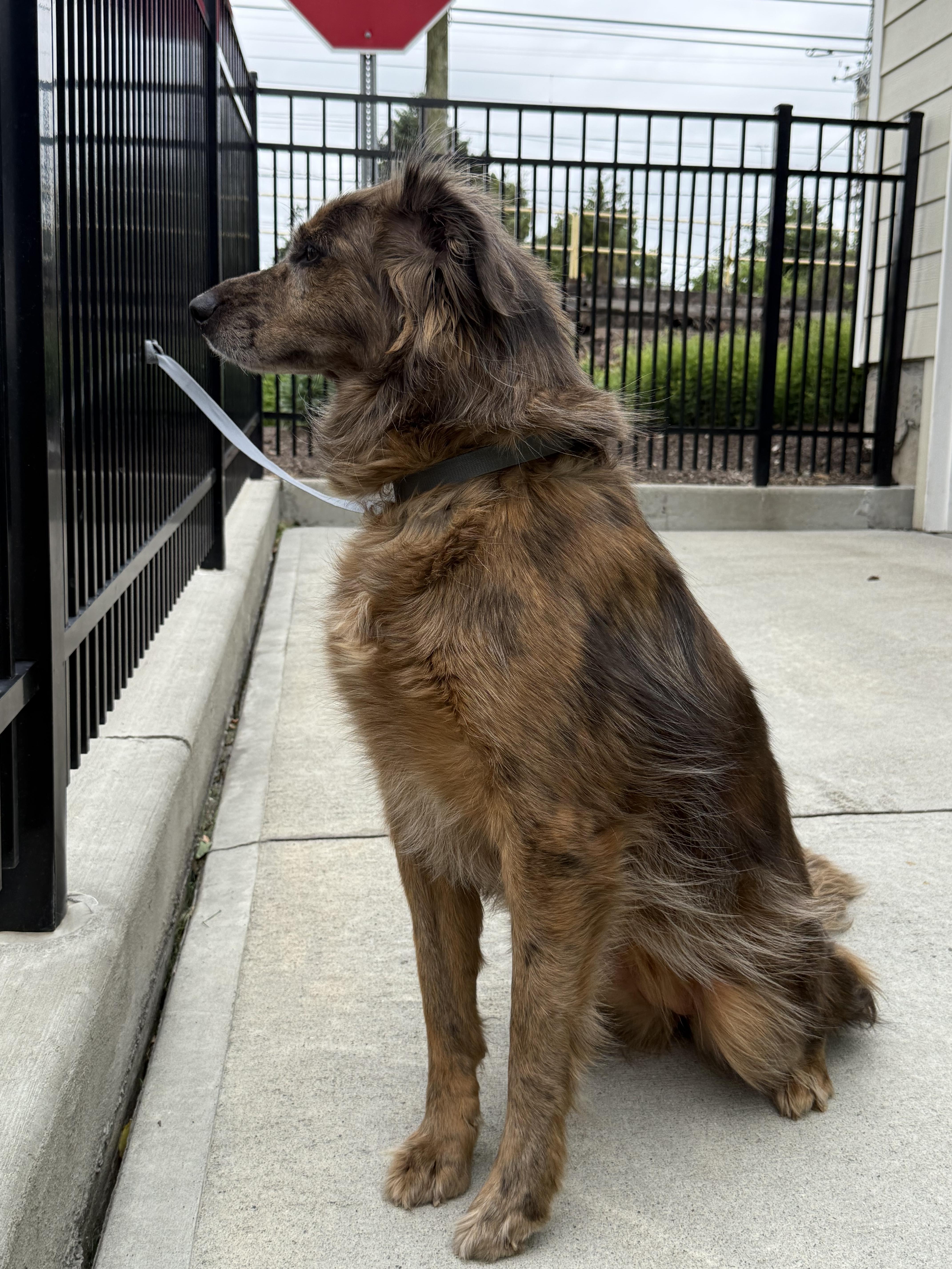 Asurna, an adopted mixed breed in Milford, CT image 2/3