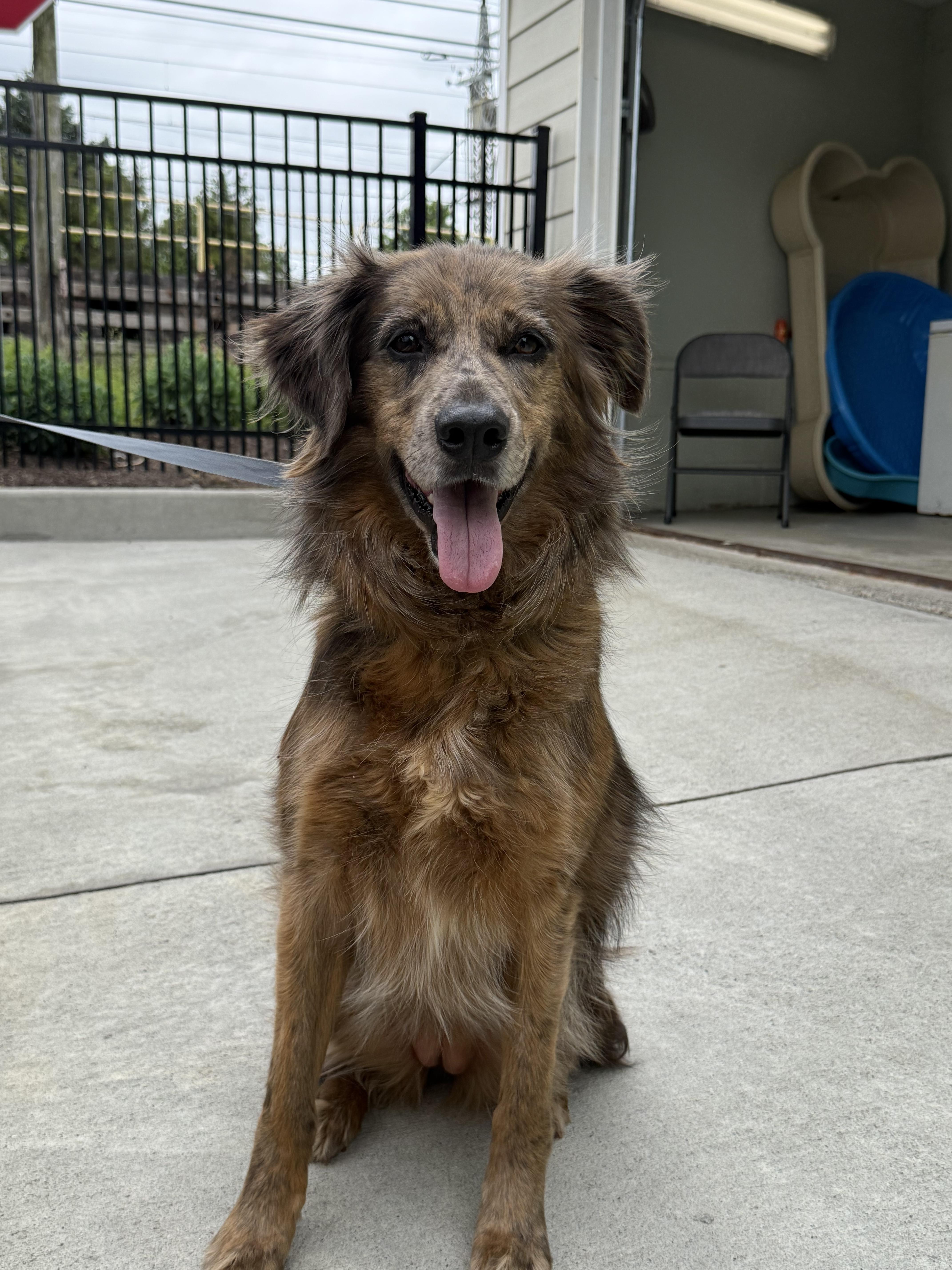 Asurna, an adopted mixed breed in Milford, CT image 3/3