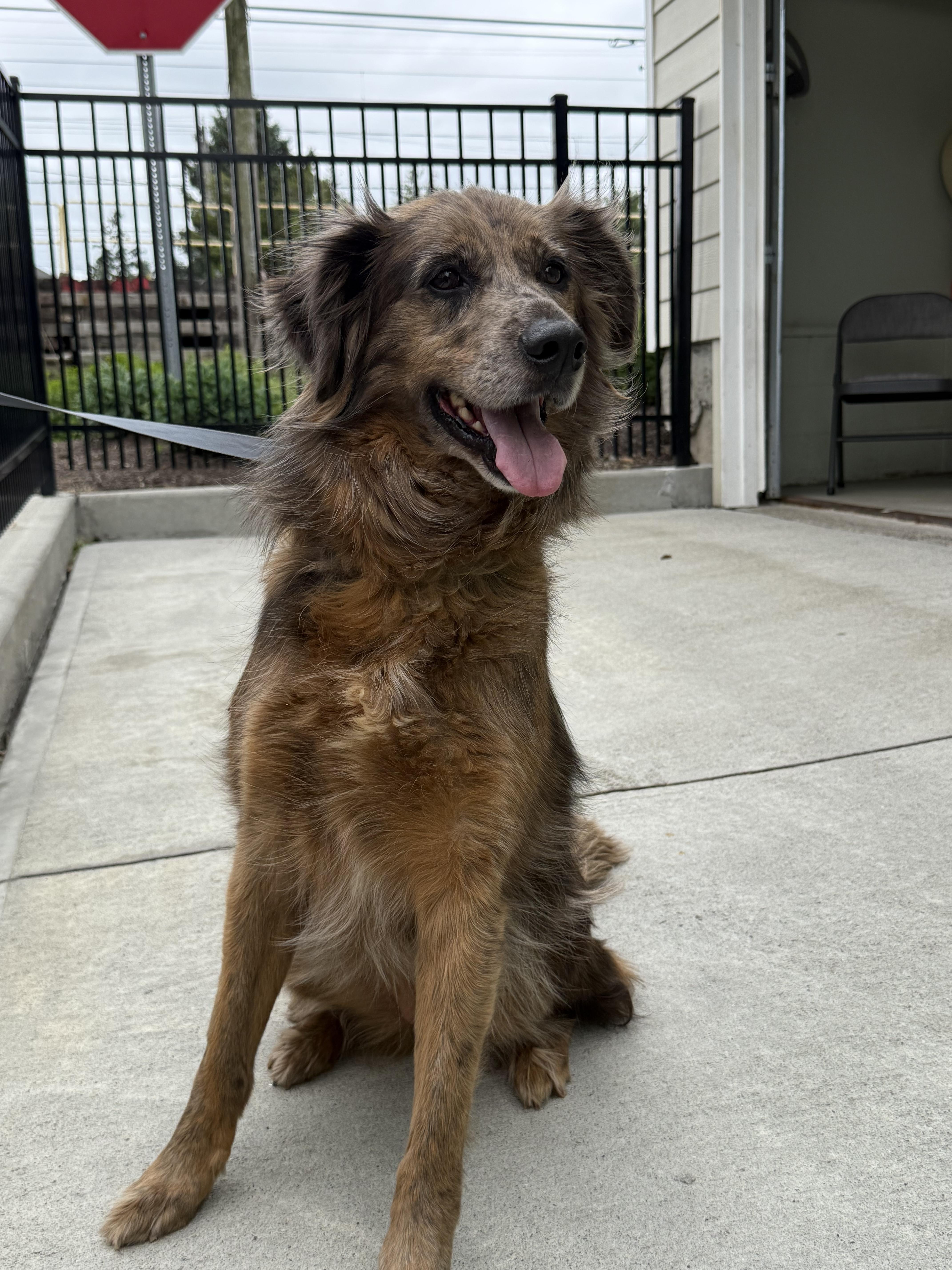 Asurna, an adopted mixed breed in Milford, CT image 1/3