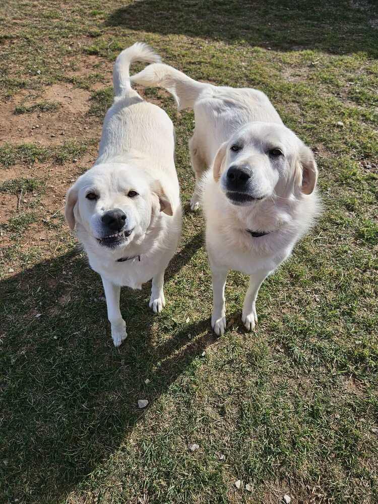 Enlarge Woo, a Adoptable Great Pyrenees in Deerfield, WI image 2/3