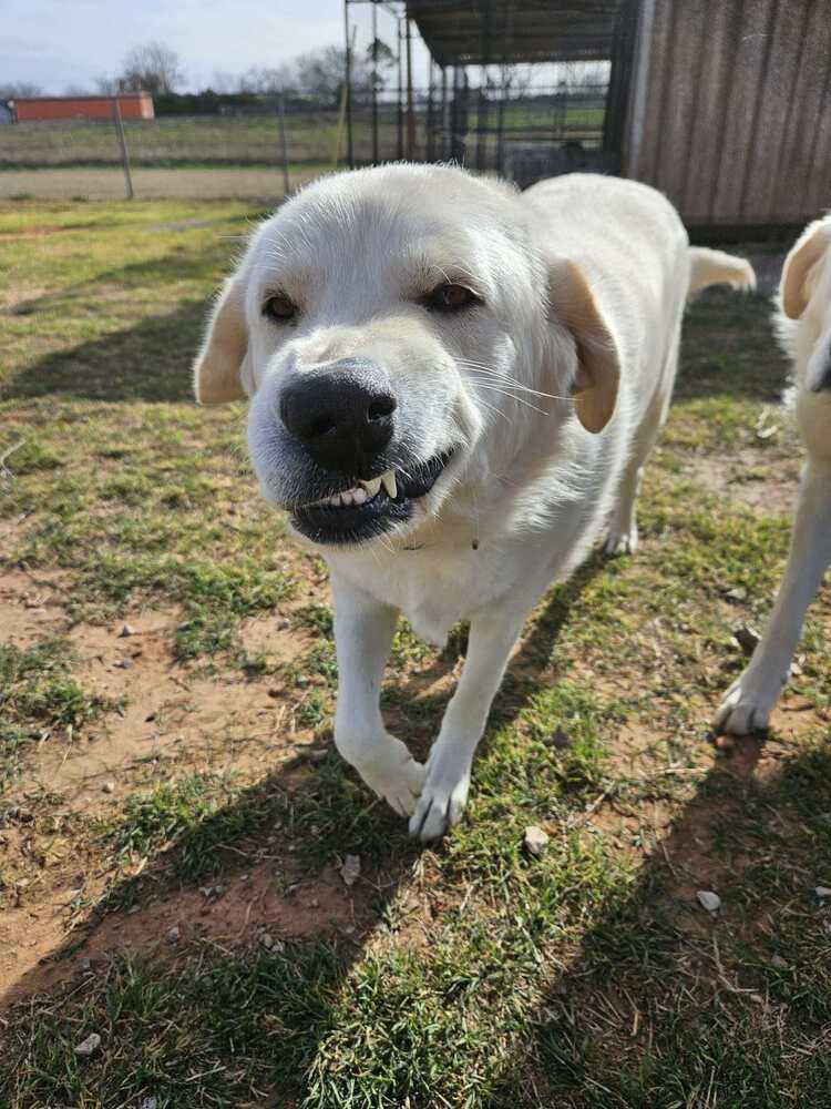 Enlarge Woo, a Adoptable Great Pyrenees in Deerfield, WI image 3/3