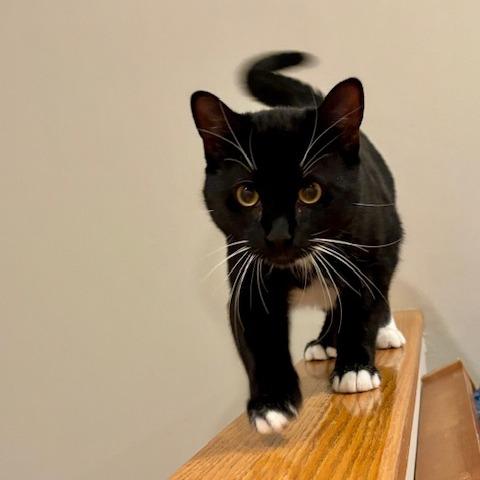Rufus, a Adoptable Domestic Short Hair in Philadelphia, PA image 1/4