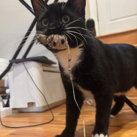 Rufus, a Adoptable Domestic Short Hair in Philadelphia, PA image 2/4