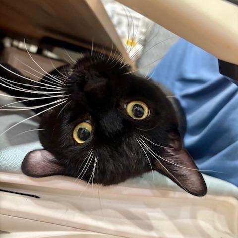 Rufus, a Adoptable Domestic Short Hair in Philadelphia, PA image 4/4