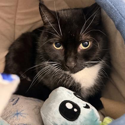 Enlarge Glenn, a Adoptable Domestic Short Hair in Voorhees, NJ image 1/1