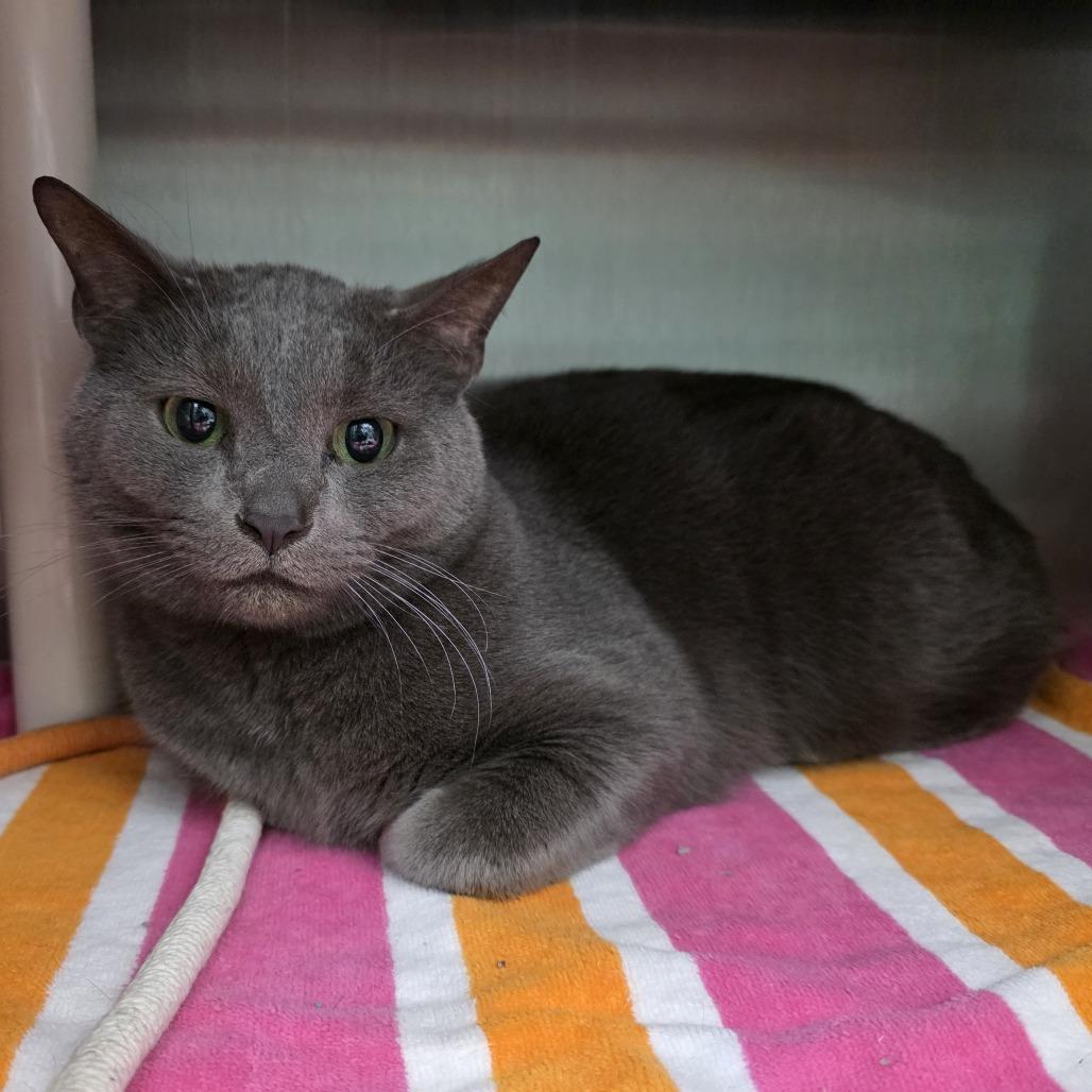 Enlarge Marco, a Adoptable Domestic Short Hair in Fort Wayne, IN image 1/3