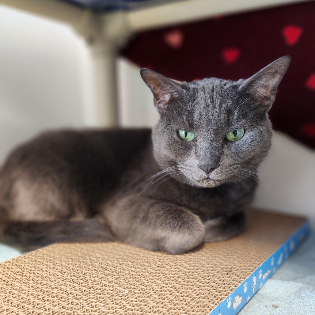 Enlarge Marco, a Adoptable Domestic Short Hair in Fort Wayne, IN image 2/3