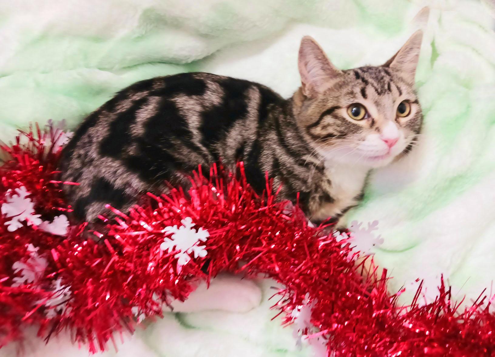 Sam T. Claws thumbnail 2