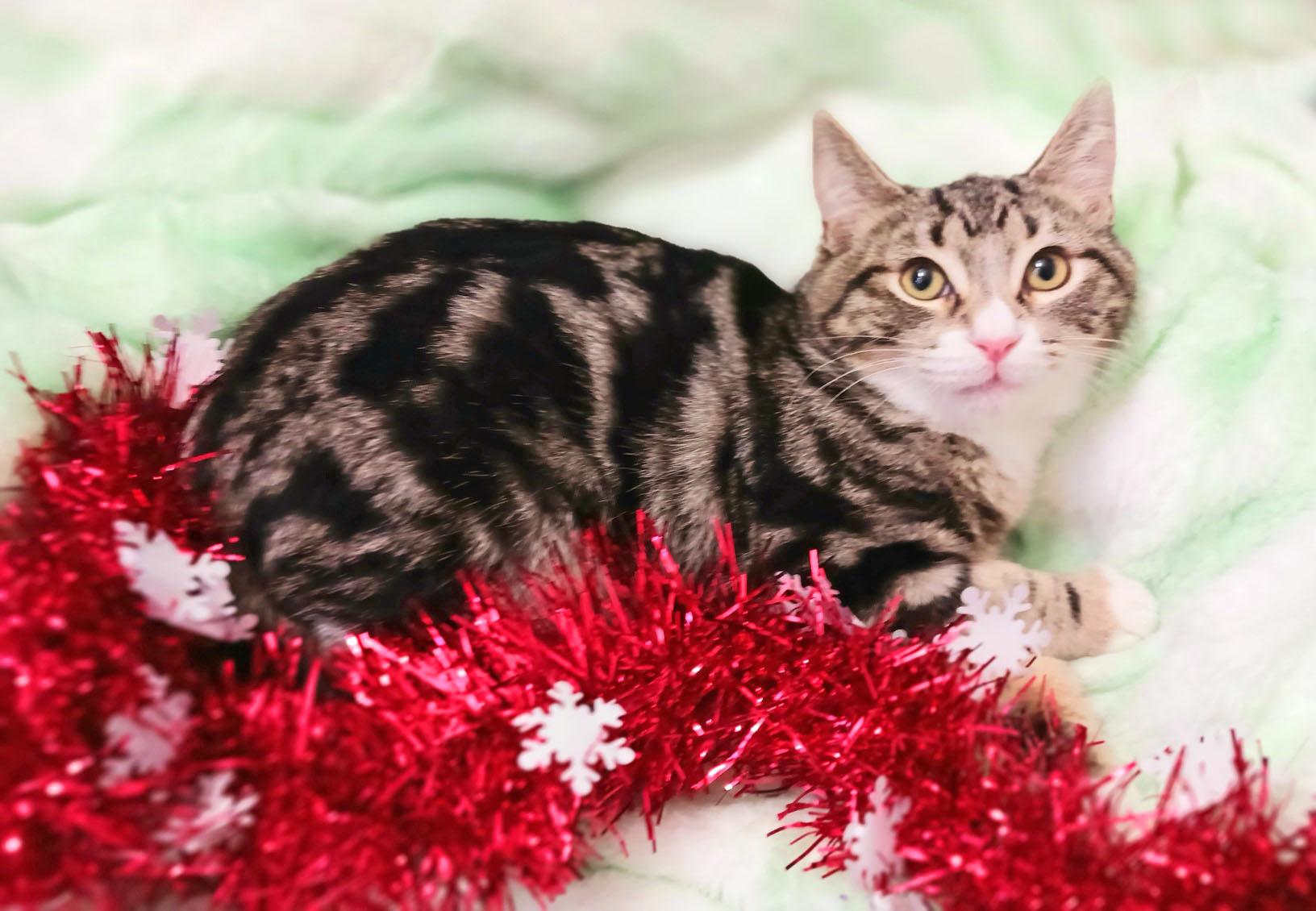 Sam T. Claws thumbnail 3