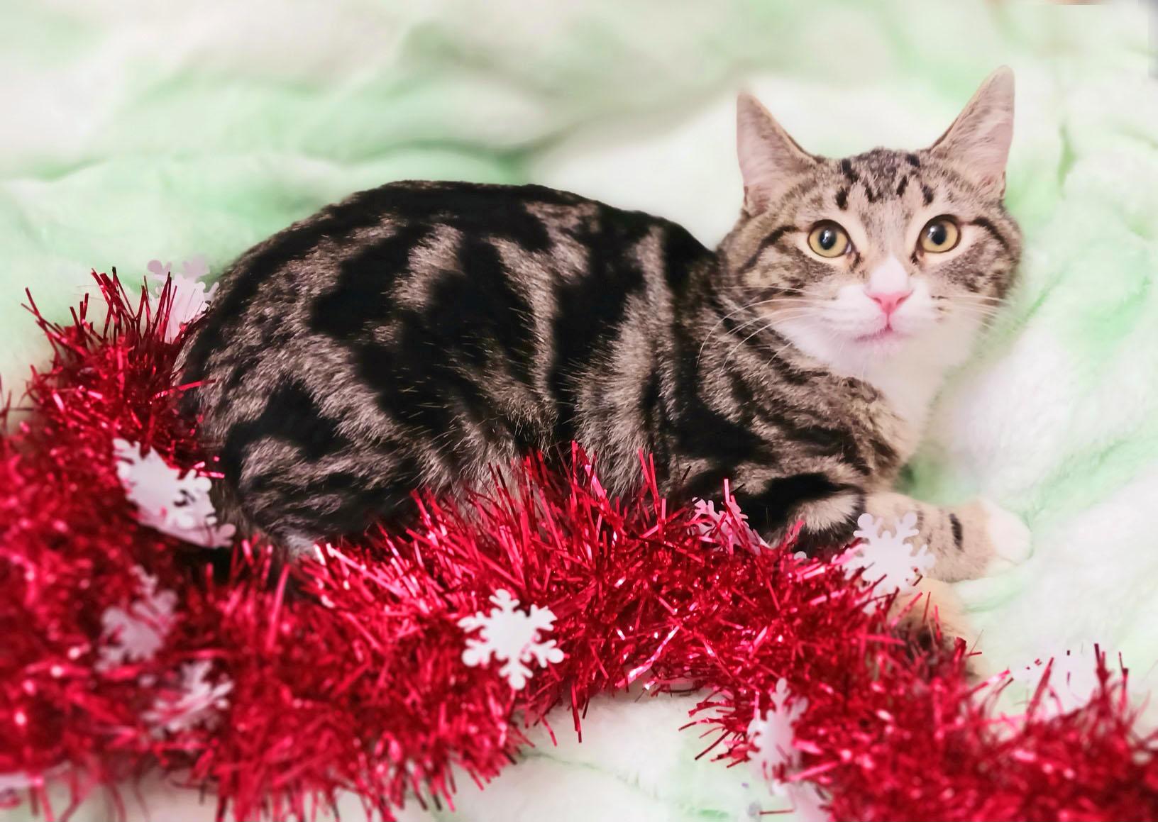 Sam T. Claws thumbnail 4