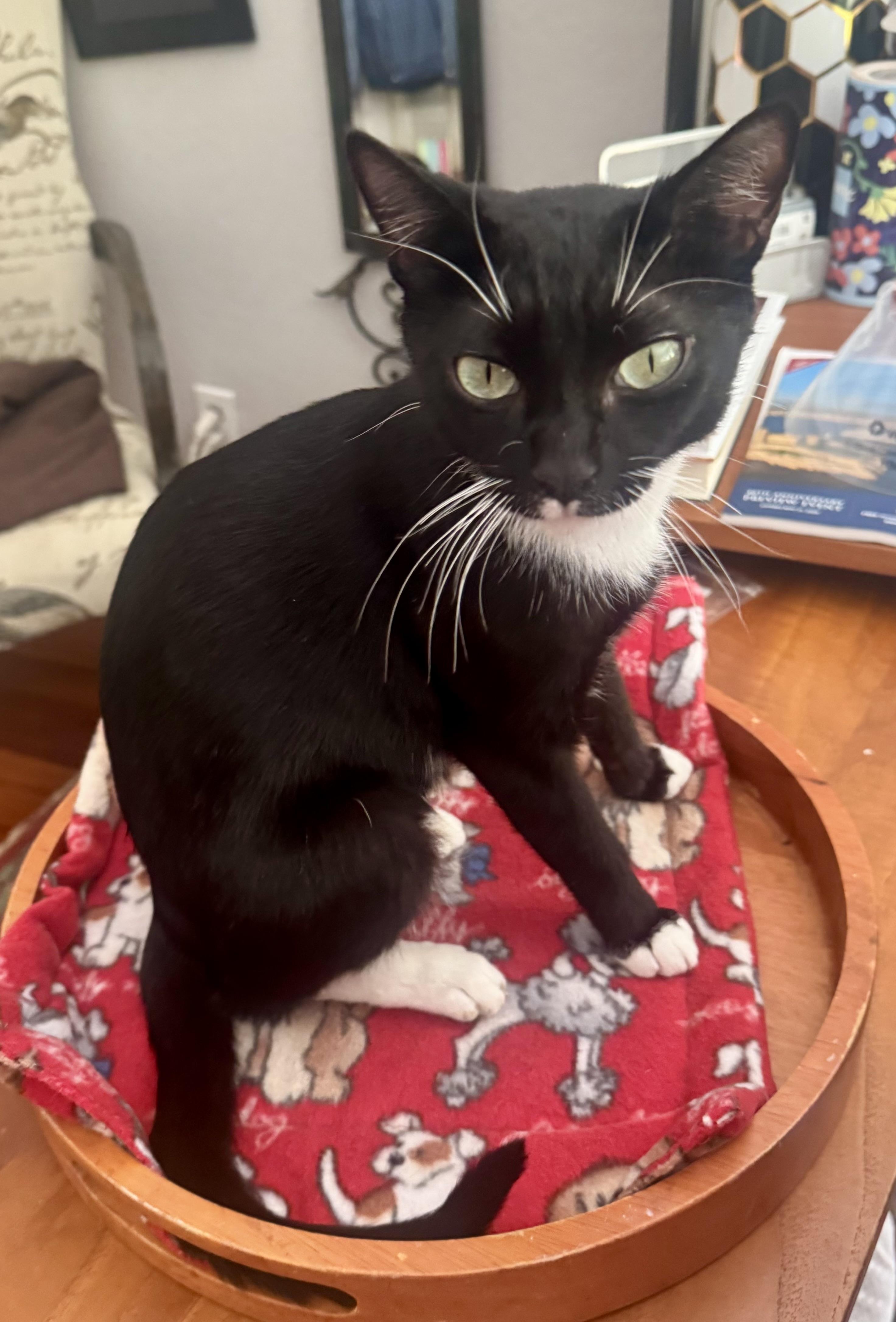 Enlarge Pinstripe, a Adoptable Domestic Short Hair in San Juan Capistrano, CA image 3/3