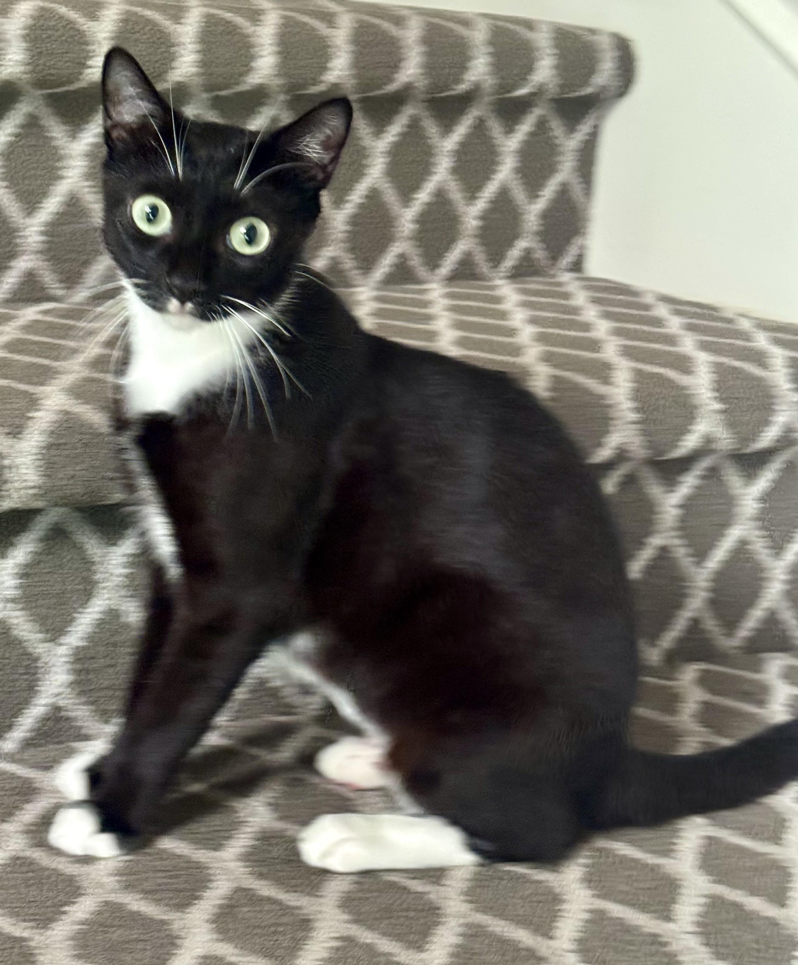 Pinstripe, Adoptable, Adult Female Domestic Short Hair.