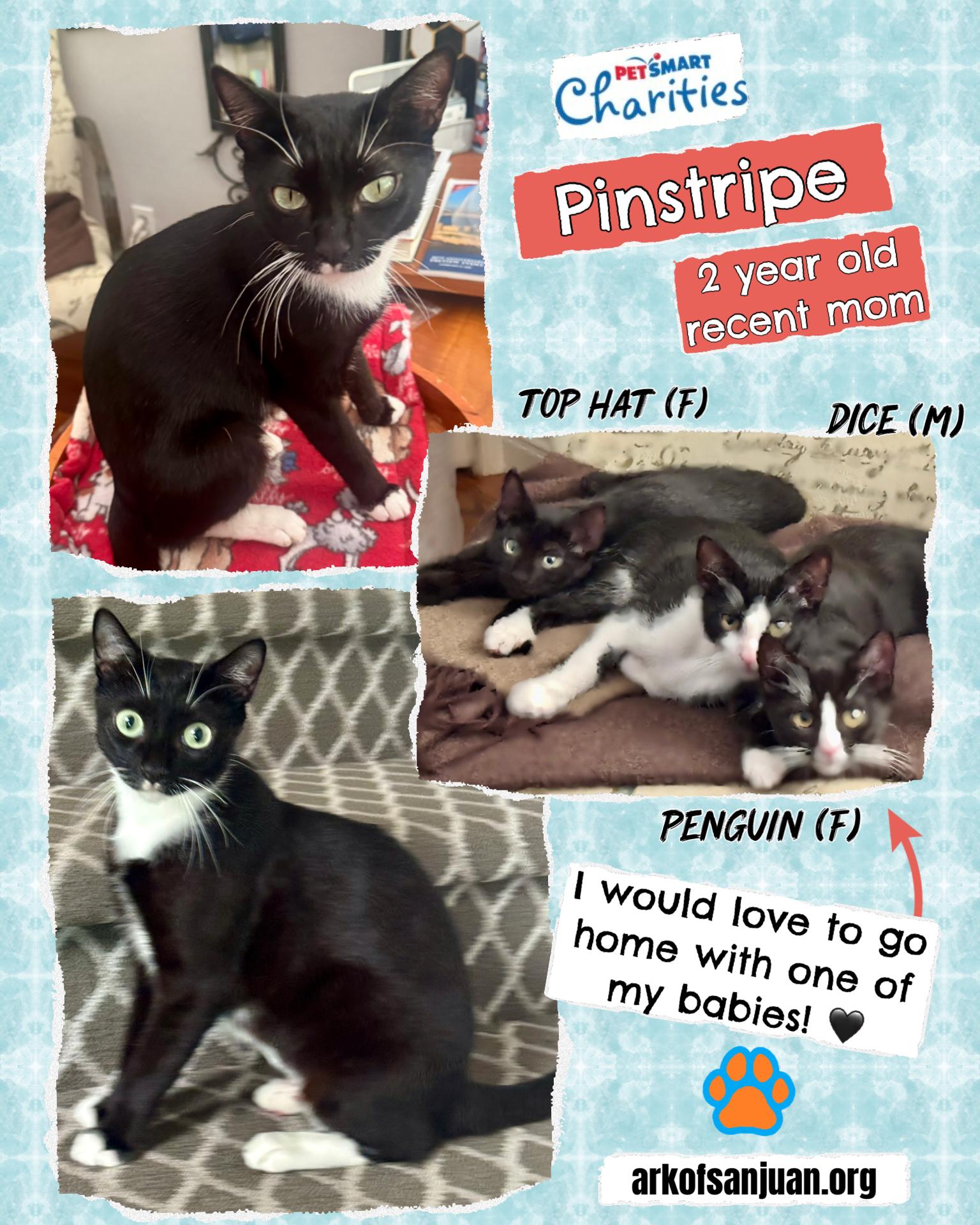 Enlarge Pinstripe, a Adoptable Domestic Short Hair in San Juan Capistrano, CA image 2/3