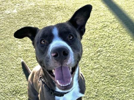 CARLOS, Adoptable, Young Male Pit Bull Terrier.