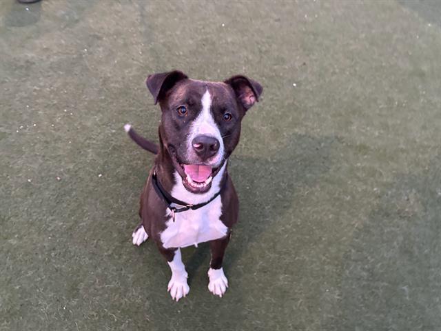 CARLOS, Adoptable, Young Male Pit Bull Terrier.